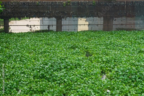 Water hyacinth is a hydrophyte plant that floats freely in freshwater ecosystems. photo