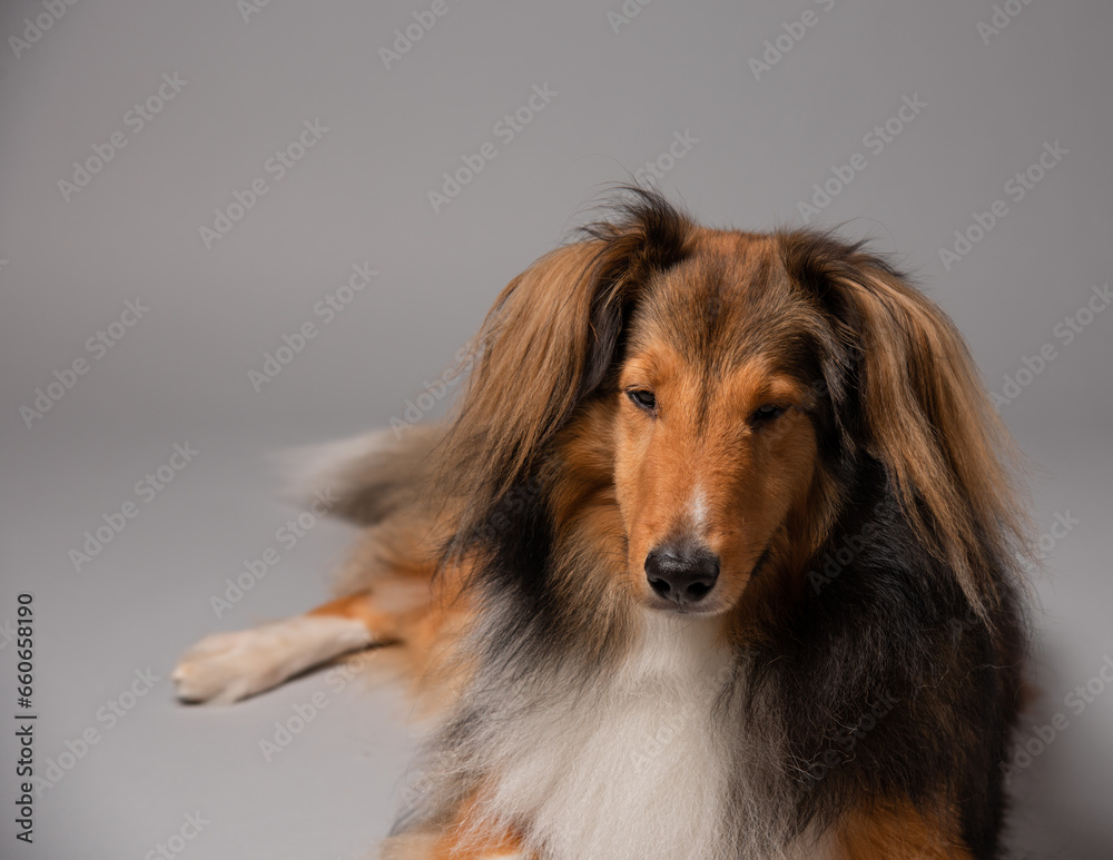 Shetland sheepdog portrait Shetland sheepdog portrait