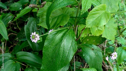 Billede på lærred planta flor Lippia alba - erva cidreira