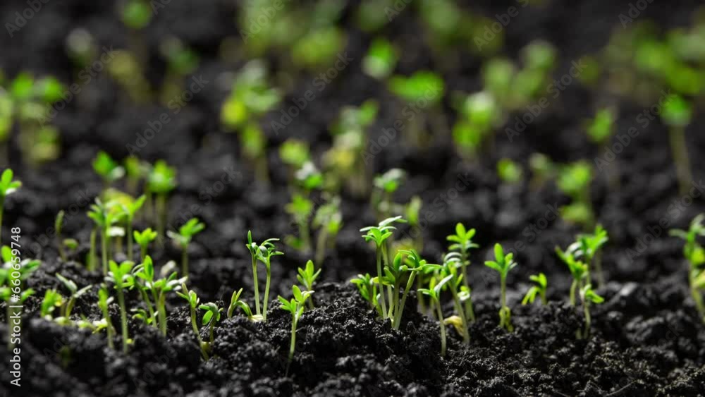 Green plant slowly growing from the soil, magical spring nature time lapse, Food