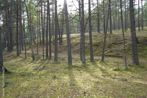 forest in the morning