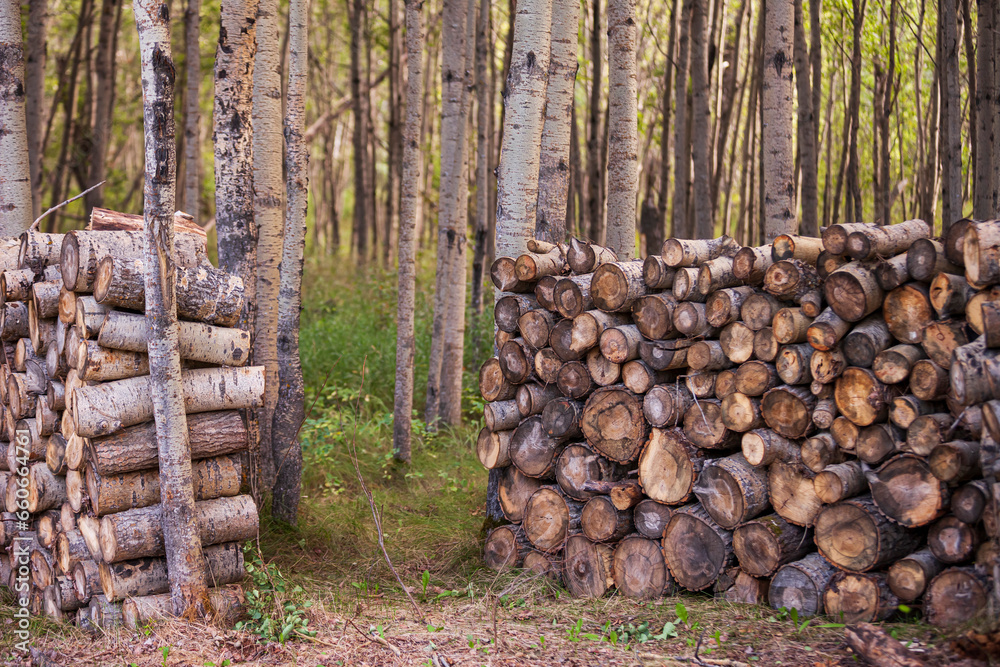 Firewood in the trees off grid