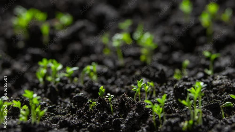 Green plant slowly growing from the soil, magical spring nature time lapse, Food Green plant slowly growing from the soil, magical spring nature time lapse, Food