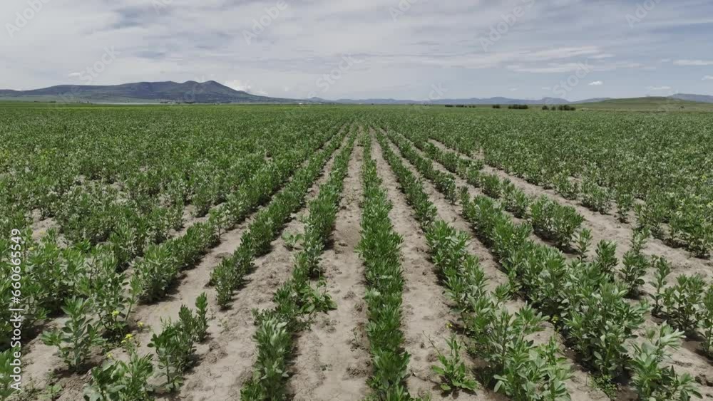 vineyard in a country region vineyard in a country region