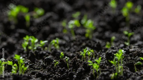 Green plant slowly growing from the soil, magical spring nature time lapse, Food