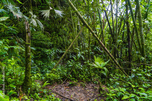 Green Amazon, natural forests and trails