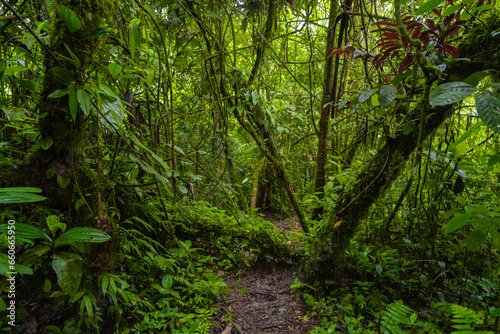 Green Amazon, natural forests and trails © ecuadorplanet 