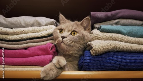 a purple Scottish straight-eared cat lies among the clothes on a shelf in the closet.