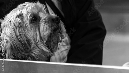 liverpool terrier on the floor