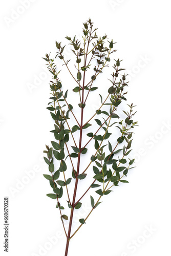 Green leaves of eucalyptus on white