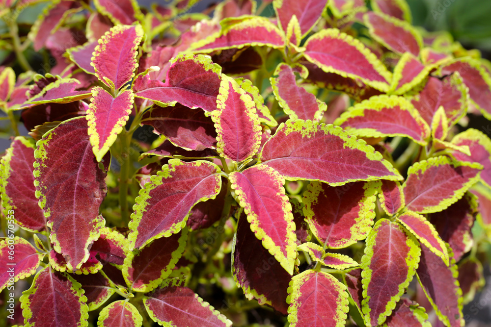Painted nettle plant in the garden