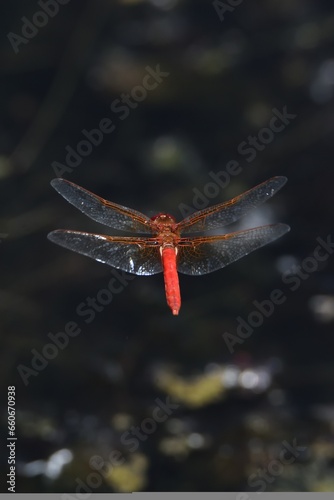 dradonfly in flight