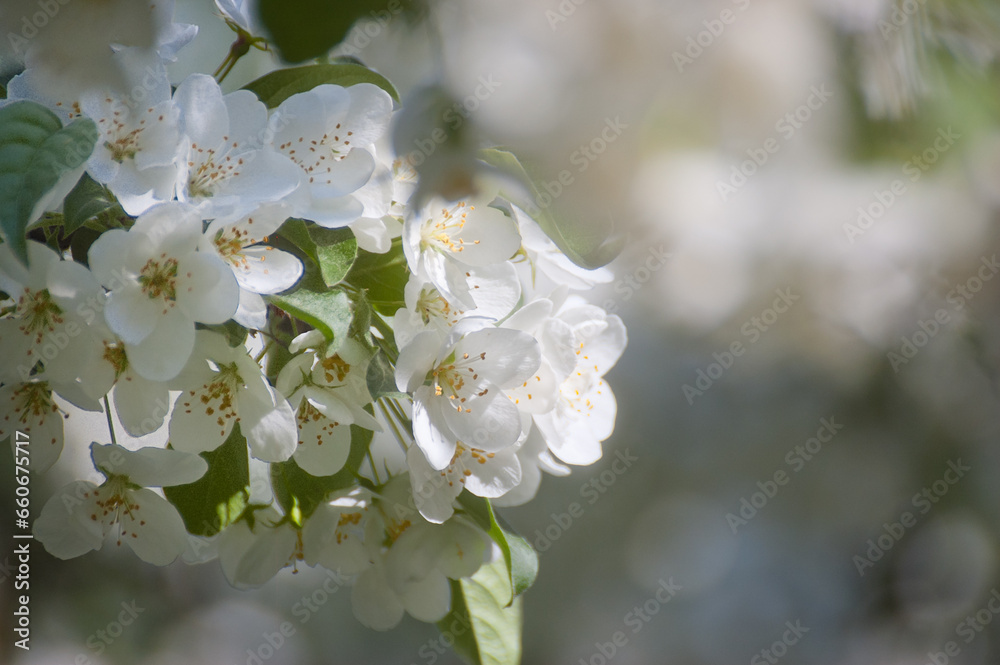 Obraz premium white flowers of a flowering tree in summer