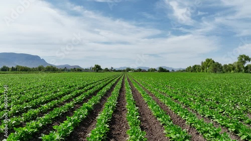 field of broad bean