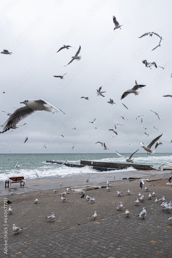 Fototapeta premium Seagulls flying by the seaside on a cold winter day.