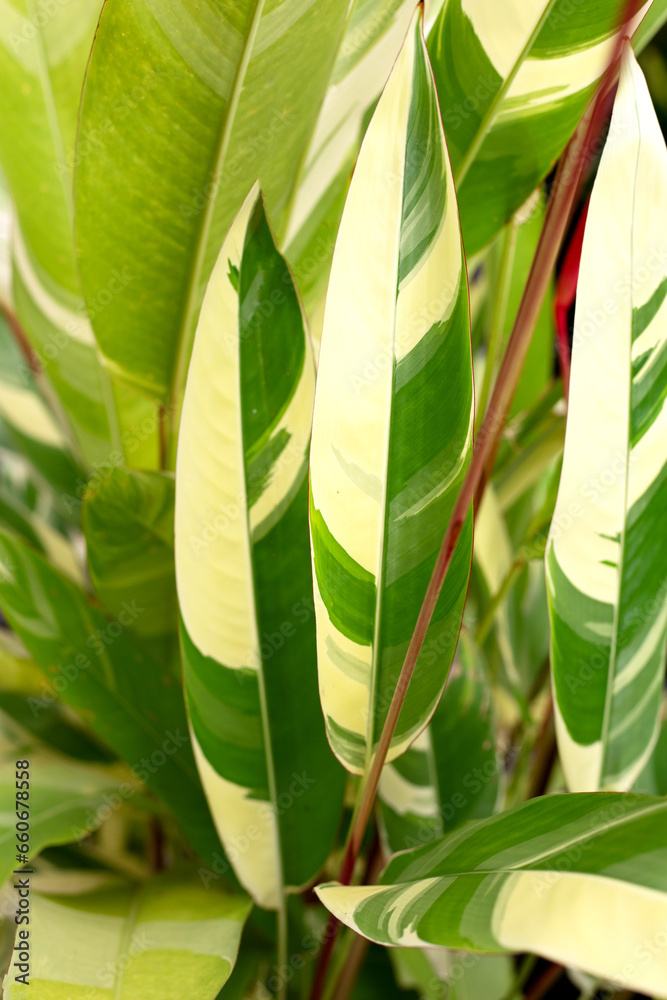 Obraz premium Heliconia psittacorum variegated in the garden
