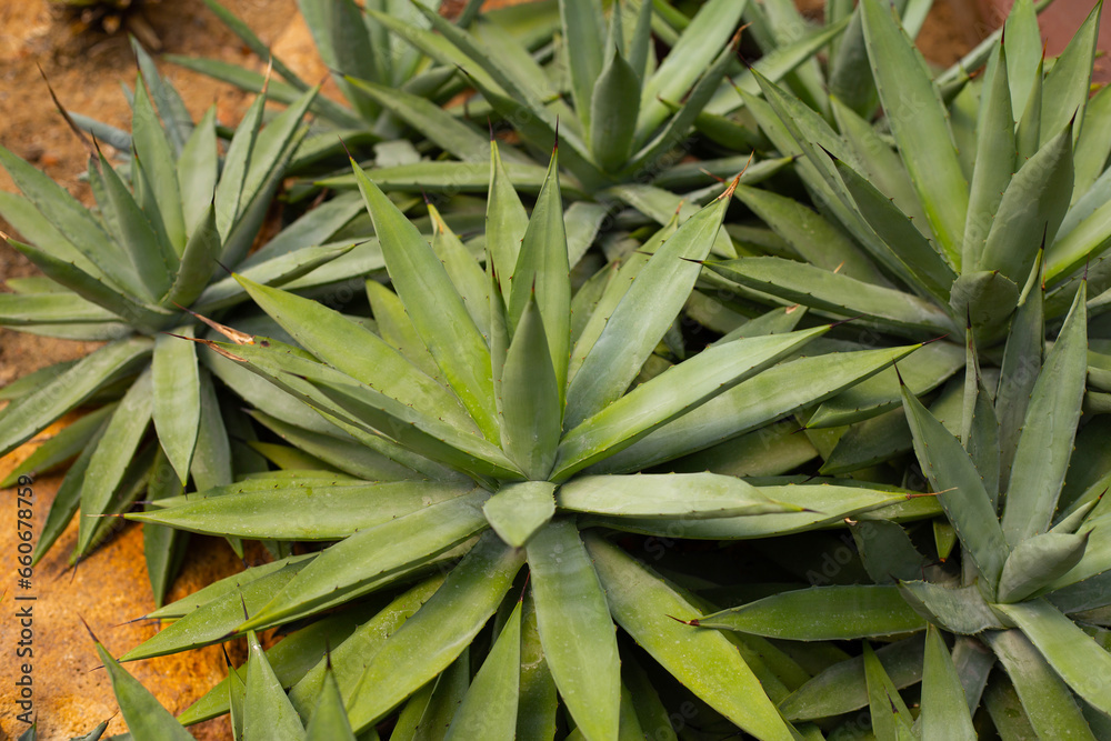 Agave plant in the garden Agave plant in the garden