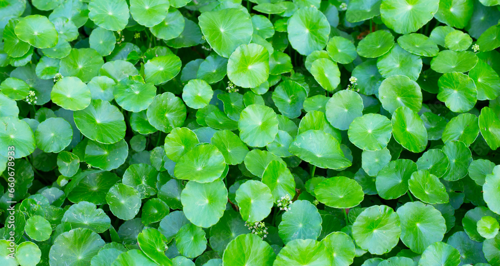 Fresh green nature herb leaves of centella asiatica (gotu kola) Fresh green nature herb leaves of centella asiatica (gotu kola)