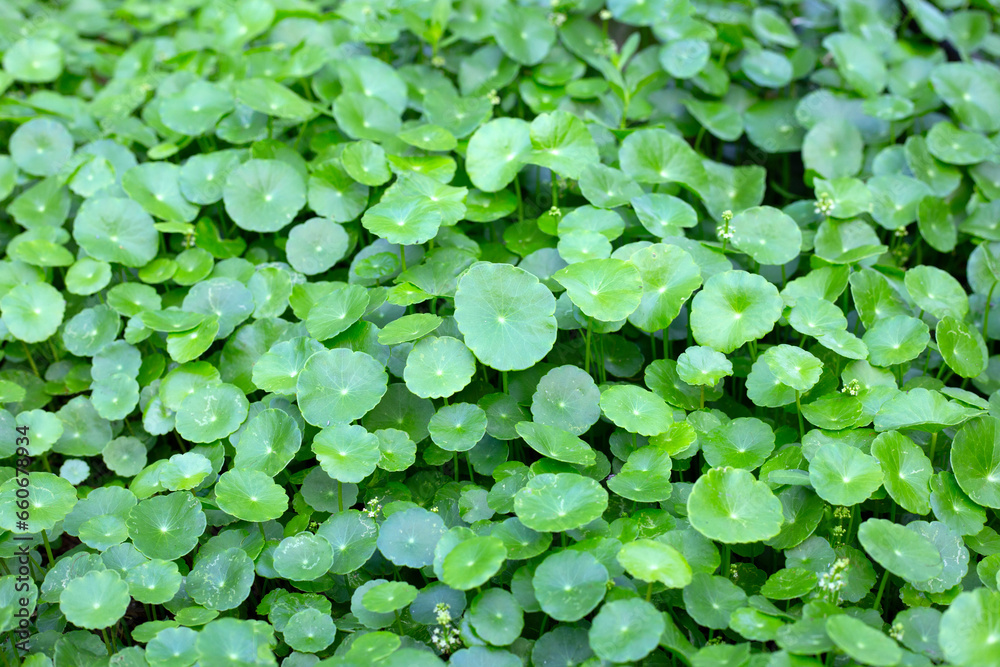Centella asiatica (gotu kola). Fresh green leaves herb background. Centella asiatica (gotu kola). Fresh green leaves herb background.