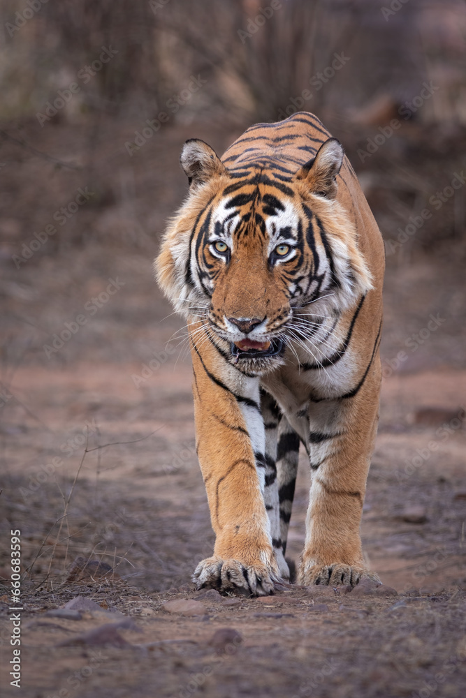 Fototapeta premium Portrait of a male tiger walking on a safari track at Ranthambore National Park, Rajasthan, India