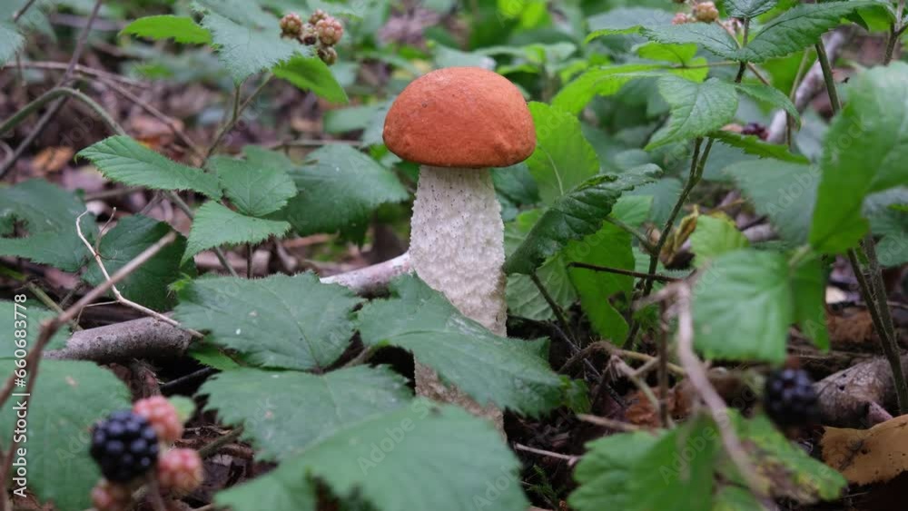 orange cap mushroom in the forest orange cap mushroom in the forest