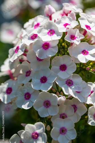 Beautiful pink, summer flowers of Phlox paniculata "Bright Eyes"