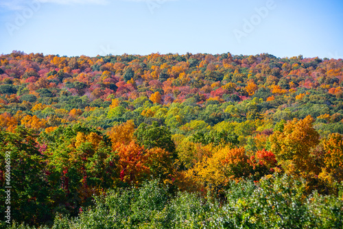 Autumn Panoramic Tree Line view of field of colorful tree against clear sky