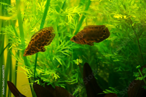 Leopard bush fish, Ctenopoma acutirostre aggressive behaviour tropical aquarium freshwater spotted leaf fish