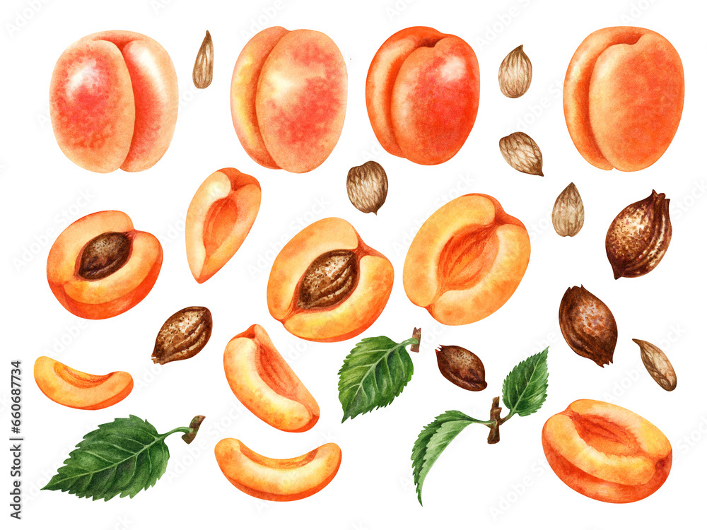 Set of watercolor bright orange apricots with halves and segments, green leaves, brown seeds and nut kernels - obrazy, fototapety, plakaty 
