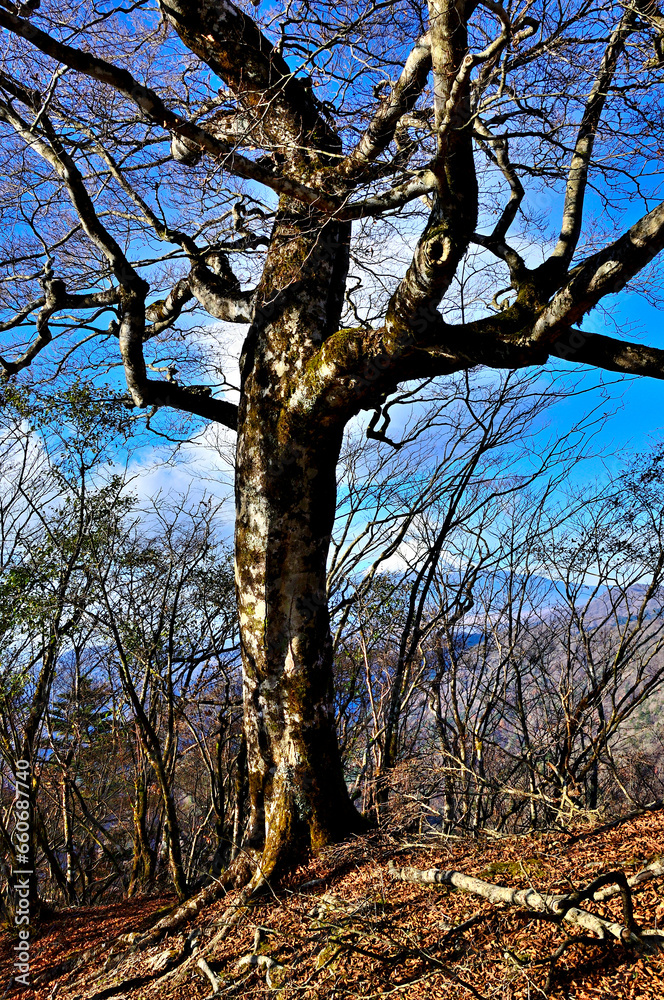 丹沢山地の菰釣山山頂のブナ
丹沢山地の菰釣山山頂のブナ