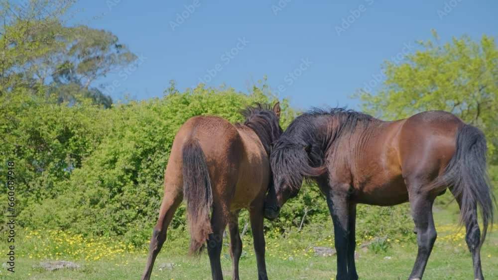 Brown horse with long mane playing with foal on the field and having fun. Animal farm Brown horse with long mane playing with foal on the field and having fun. Animal farm