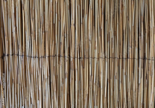 texture of bamboo  background  summer time