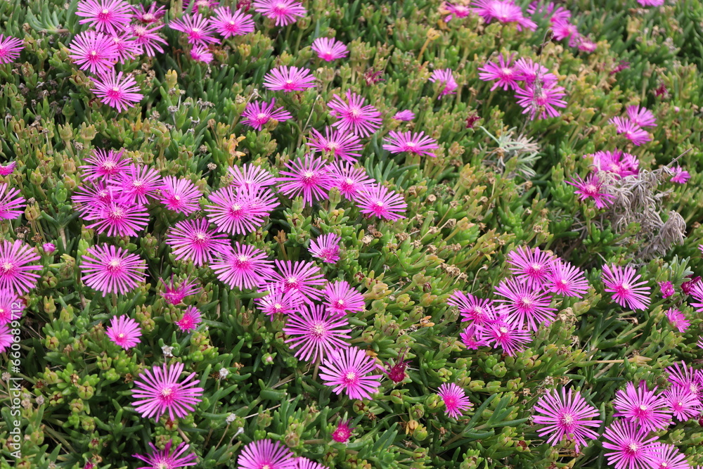 field of pink flowers field of pink flowers