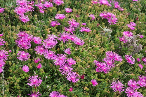 field of pink flowers