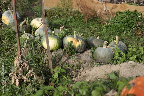 pumpkin patch in the field