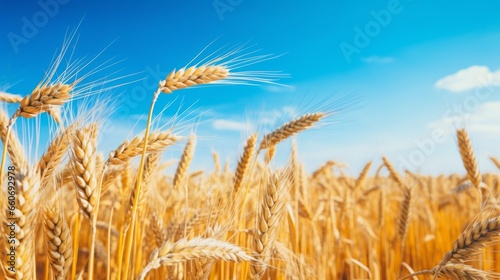 Close-Up of Lush Yellow Agricultural Field with Ripe Wheat under a Clear Blue Sky - Bountiful Harvest and Farming Beauty with Ears of Wheat