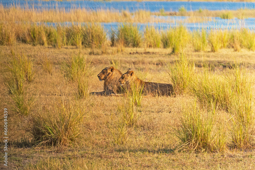Fototapeta premium Male and Female Lion Resting in the Grasses