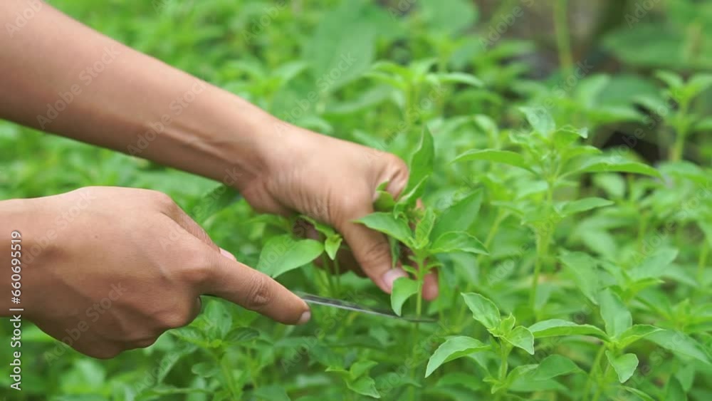 Women collect basil to use in cooking. Women collect basil to use in cooking.