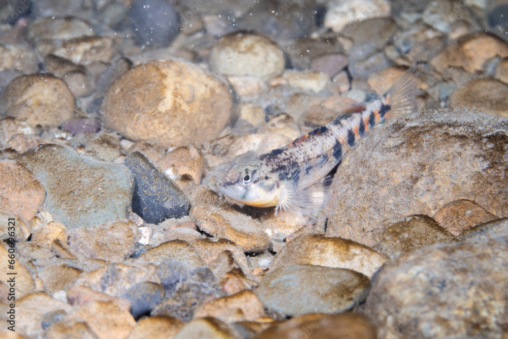 Fototapeta premium Orangethroated darter in a rocky river bed