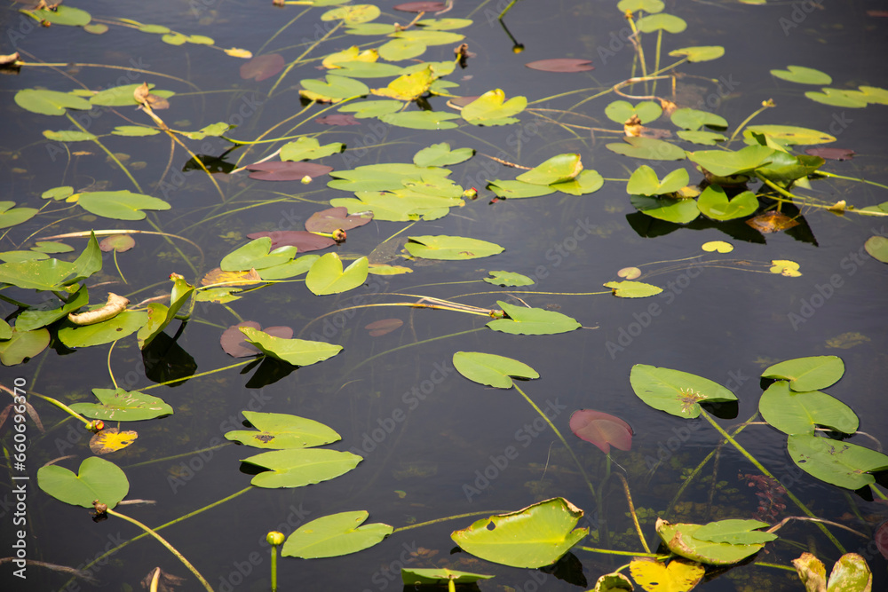 green leaves on water surface close up green leaves on water surface close up