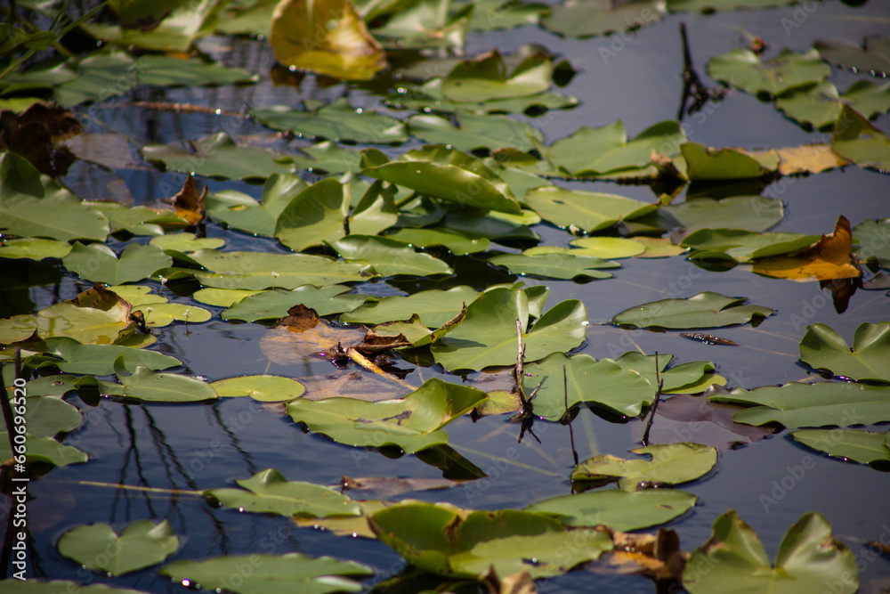 water lilies in the pond water lilies in the pond