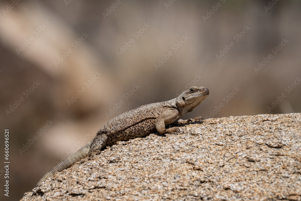 Common chuckwalla basking on a rock Common chuckwalla basking on a rock