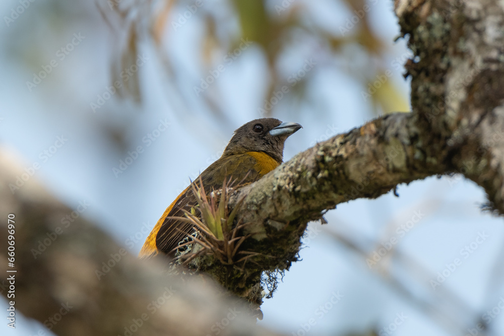 Fotografie Cherrie's Tanager, Ramphocelus costaricensis, Tangara Costarricense