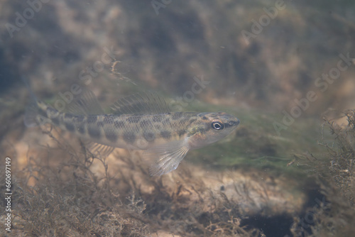 Quadro su tela Dusky darter displaying in a river