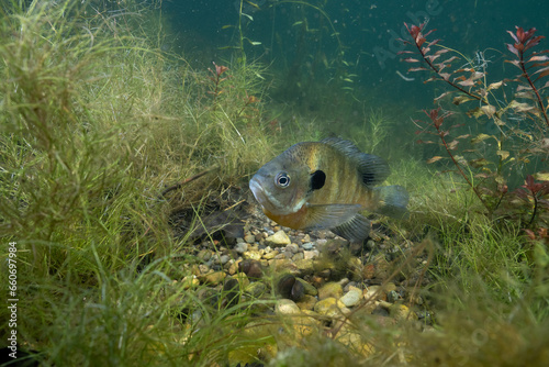 Bluegill guarding it's nest