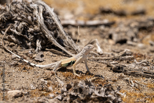 Western zebra-tailed lizard in the desert