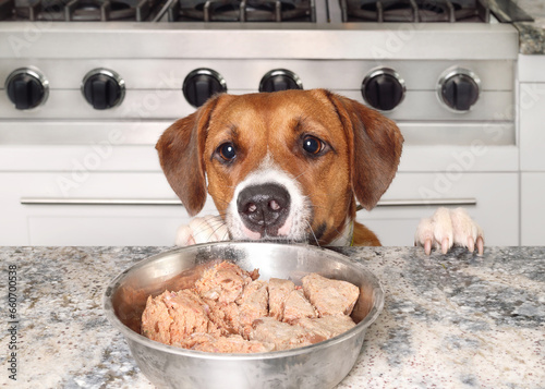 Dog trying to eat food from kitchen counter. Puppy dog with paws on counter looking at pet food bowl with raw chicken or wet dog food. Funny counter surfing and bad dog behavior. Selective focus.