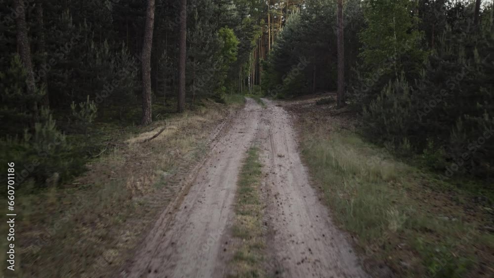Flight over the forest road backwards and emerging a high coniferous forest during sunset Flight over the forest road backwards and emerging a high coniferous forest during sunset