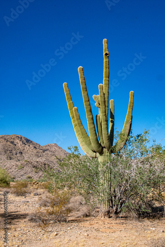 Saguaro Cactus in White Tanks Regional Park