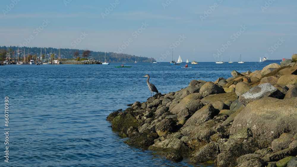 Heron standing on rocks. Sea harbor with boats, yachts and canoeists. Ocean view Heron standing on rocks. Sea harbor with boats, yachts and canoeists. Ocean view